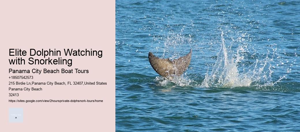 Elite Dolphin Watching with Snorkeling