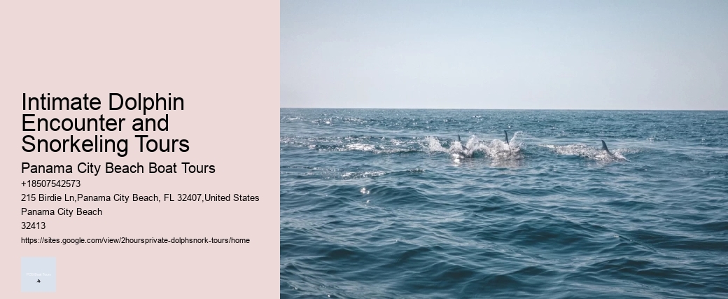 What Is The Best Time To See Dolphins In Clearwater Florida