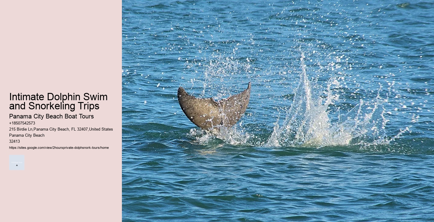 Customized Dolphin Exploration and Snorkeling Adventures