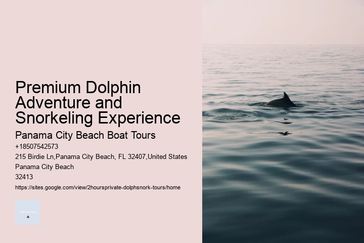 Premium Dolphin Adventure and Snorkeling Experience