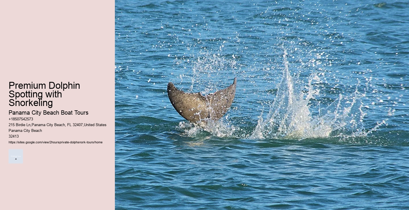 Luxury Dolphin Safari and Snorkeling Tours