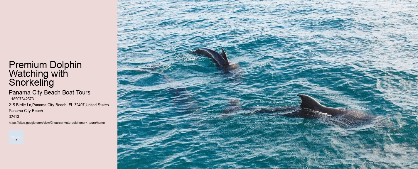 Premium Dolphin Watching with Snorkeling